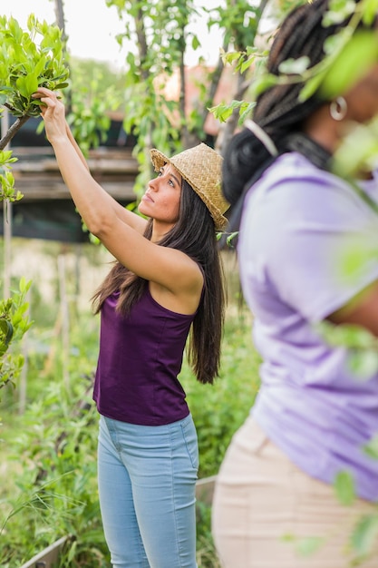 Gardening in organic urban garden Multiethnic Latin cuban venezuelan hispanic and moroccan woman