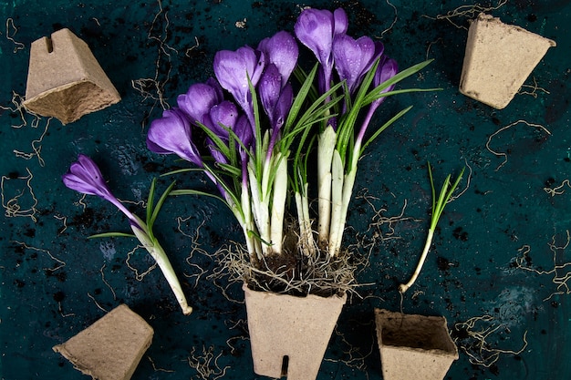 Gardening. Peat pots, crocus flower and  young seedlings. spring