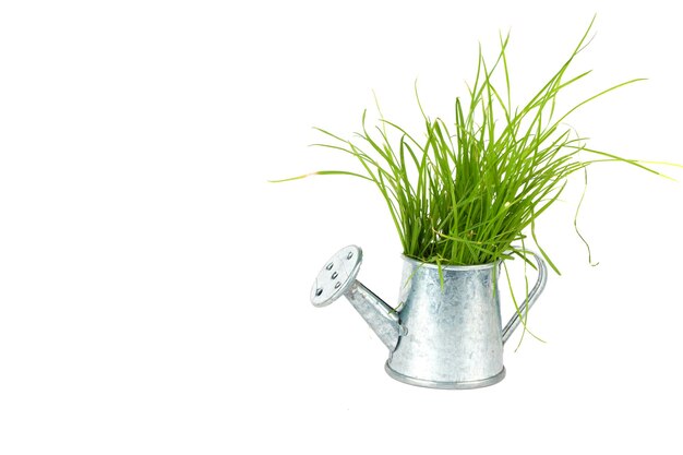 Gardening and plant growing. Green grass grows from a small metal watering can.