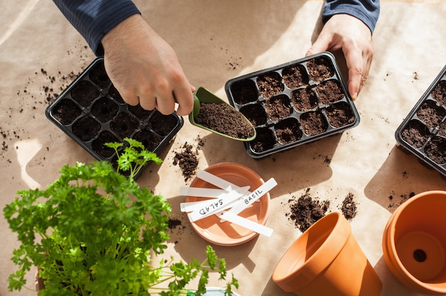 Gardening, planting at home. man sowing seeds in germination box