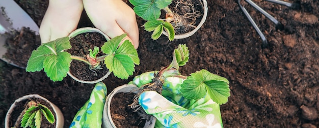 Gardening, planting plants in the garden