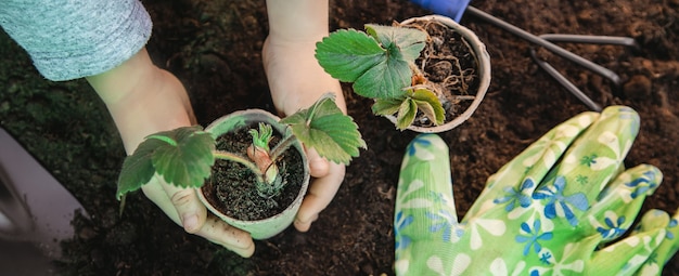 Gardening, planting plants in the garden