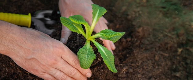 Gardening, planting plants in the garden