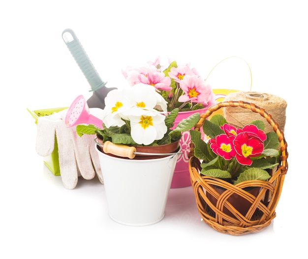 Gardening: primula flowers with gloves, .trowel and watering can on white