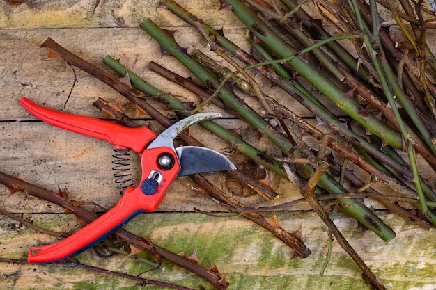 Photo gardening pruning roses with secateurs