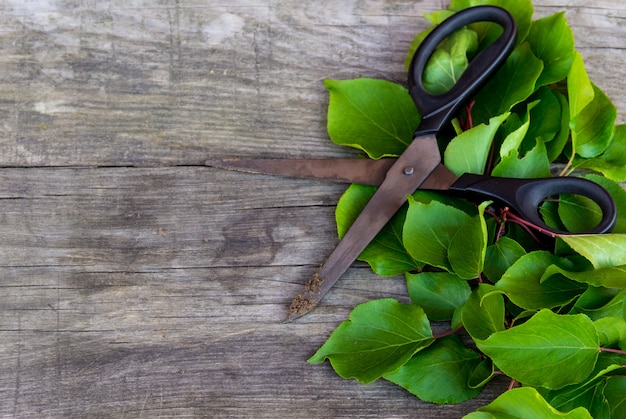 Gardening scissors and green branch on rustic table. Gardening time.