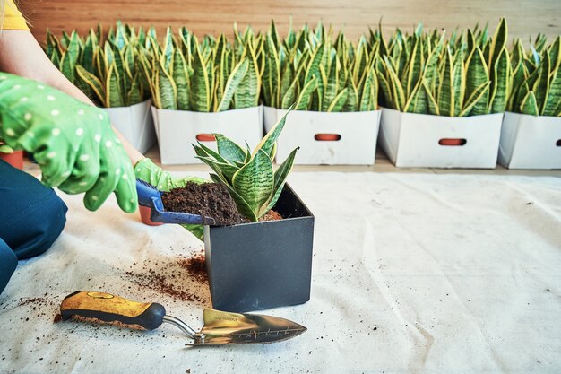 ガーデニング-日当たりの良い庭の庭師と植木鉢のためのツールのセット