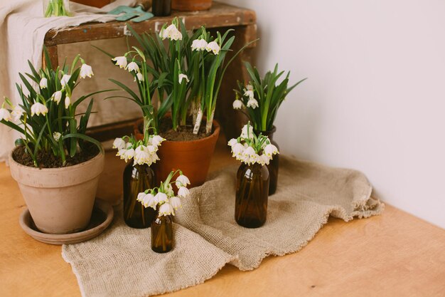 gardening spring flowers in rustic home hello spring plants in pots and flowers in glass bottles