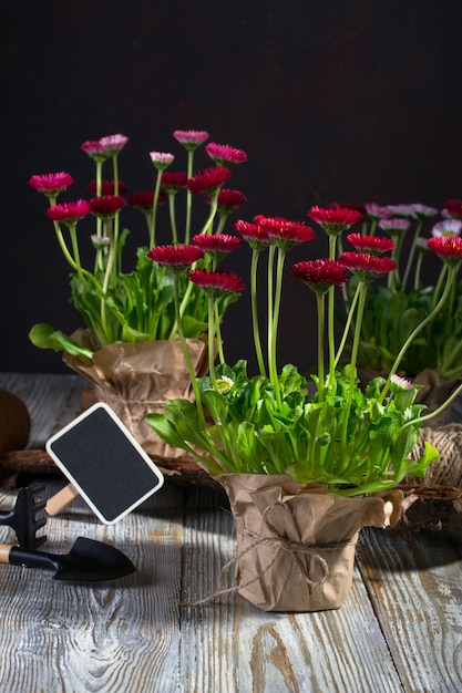 Gardening tools and daisy spring flowers ready for planting