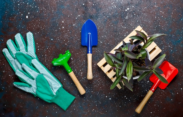 Strumenti di giardinaggio su oscurità con la pianta della casa e guanti, vista superiore