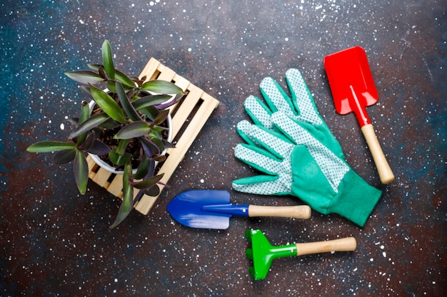 Strumenti di giardinaggio su oscurità con la pianta della casa e guanti, vista superiore