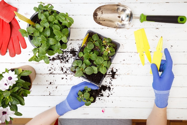 Gardening tools and flower on wooden background, close up photo.