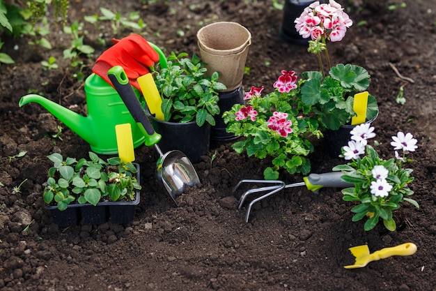 Gardening tools and flowers in pot for planting at backyard.