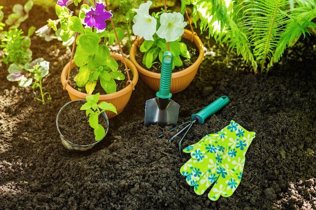 Gardening tools in the garden for working such as gloves flowers black earth