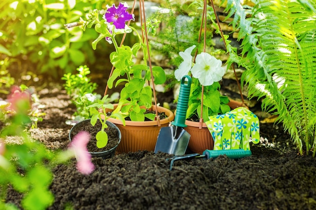 Gardening tools in the garden for working such as gloves flowers black earth