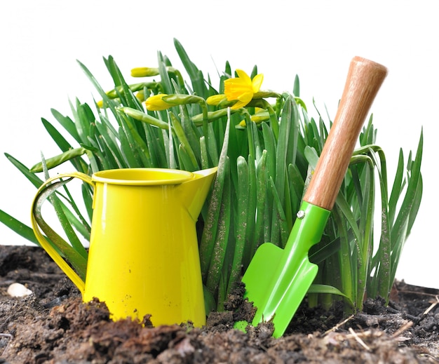 Gardening tools and narcissus