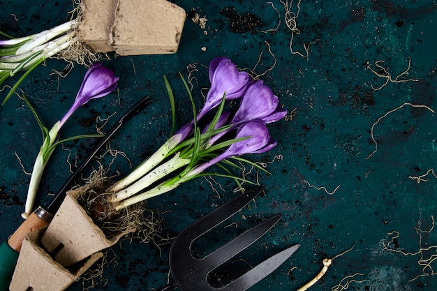 Gardening tools, peat pots, crocus flower. spring