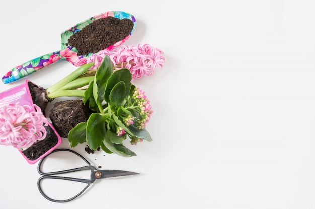 Gardening tools and plant bulbs on wood