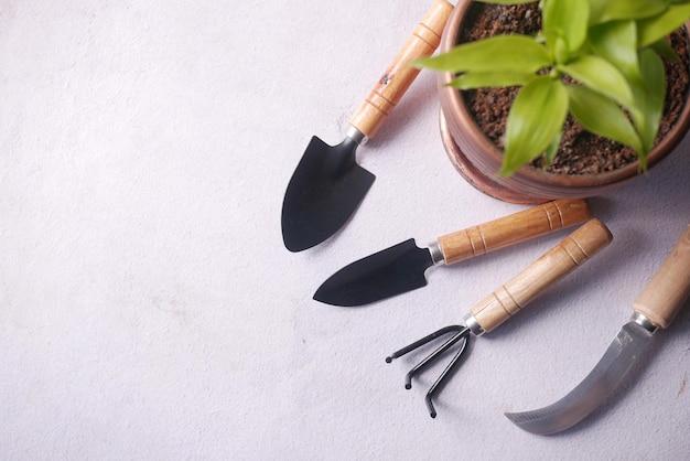 Gardening tools and plant on a table with copy space