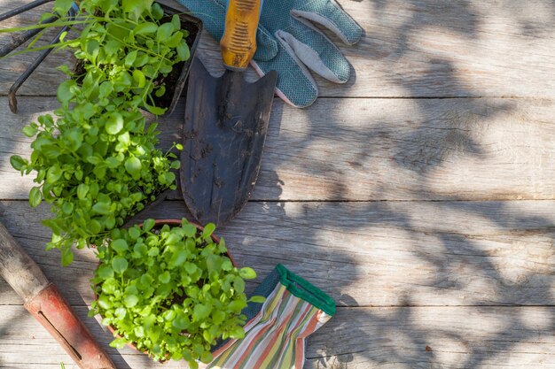 Photo gardening tools and seedling on garden table