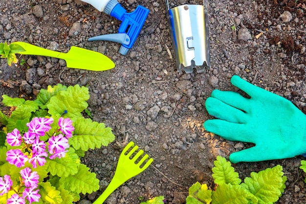 Gardening tools shovel spade pruner rake glove primrose flowers on soil background spring or summer ...