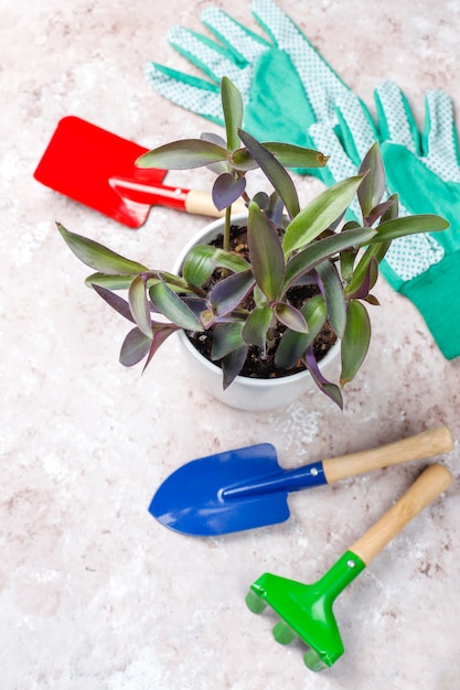 Gardening tools with house plant and gloves, top view