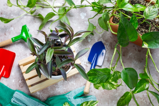 Gardening tools with house plant and gloves, top view