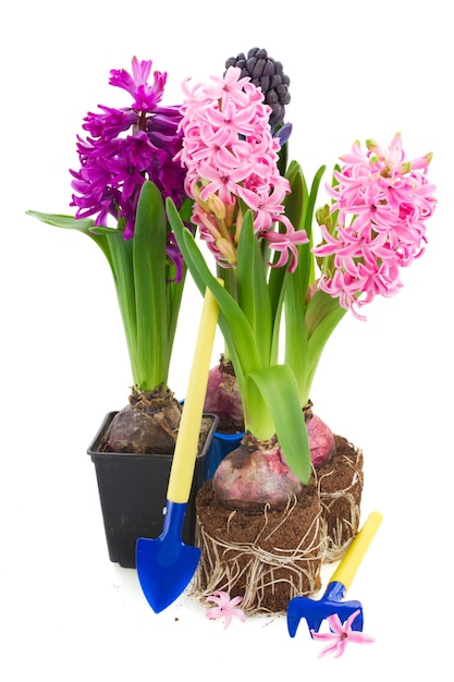 Gardening tools with hyacinth isolated on white