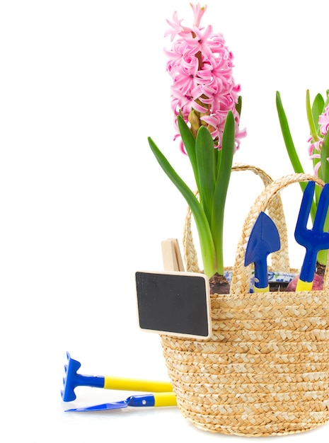 Gardening tools with pink hyacinth close up isolated on white background