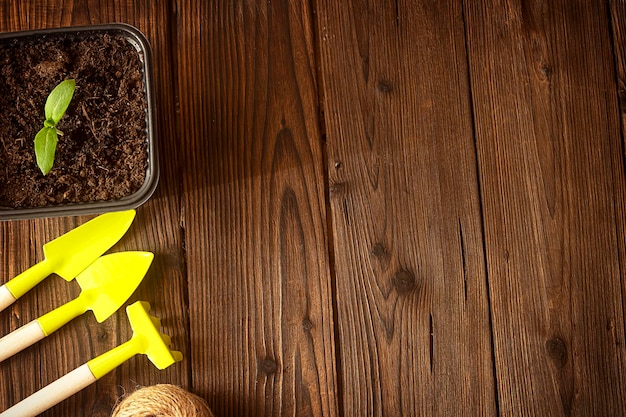 gardening tools and a young green sapling on a wooden background