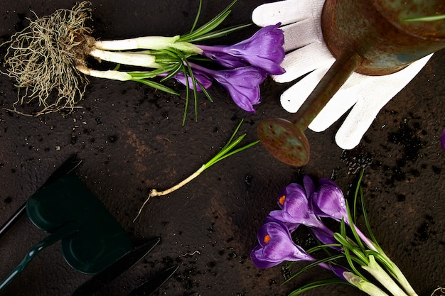 Attrezzi da giardinaggio, giovani piantine, fiore di croco. primavera