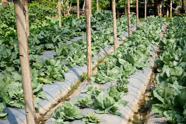 Giardinaggio coltivazione di verdure, coltivazione di cavoli biologici