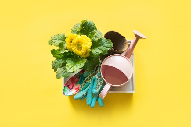 Gardening with gerbera, tolls and flowers plant in box on yellow.