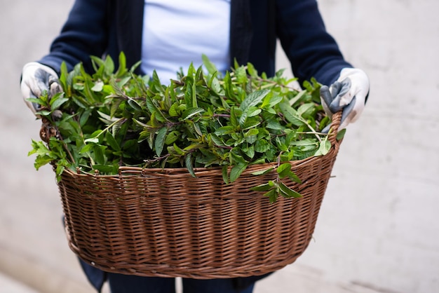 gardening woman holding wooden basket with healthy herbs ment peppermint tea fresh close up