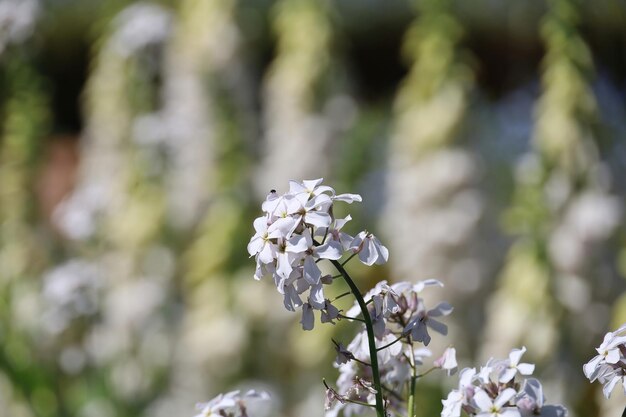 Gardens and buildings at Filoli