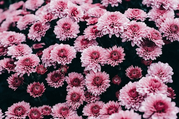 Gardens Mums