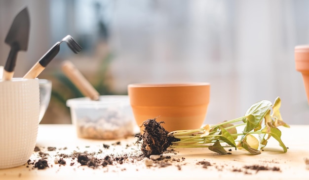 gardens taking care and transplanting plant a into a new ceramic pot on the table home gardening