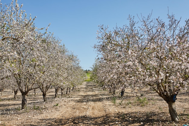 Giardini con mandorli in fiore all'inizio della primavera