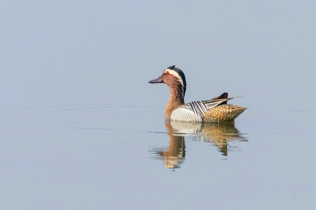 Garganey Duck on Water (Anas querquedula) Garganey Male Wildlife