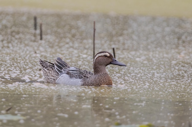 Garganey floating in the swamp Animal portrait