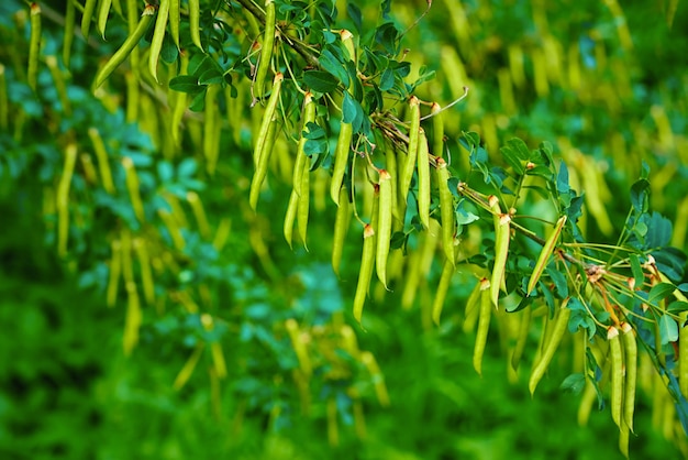 흐릿한 배경 전경에 있는 아카시아 꼬투리 가지에 있는 추상 녹색 과일 화환