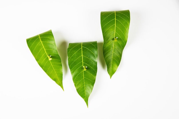 Photo garland of mango leaves, toran or pataka .