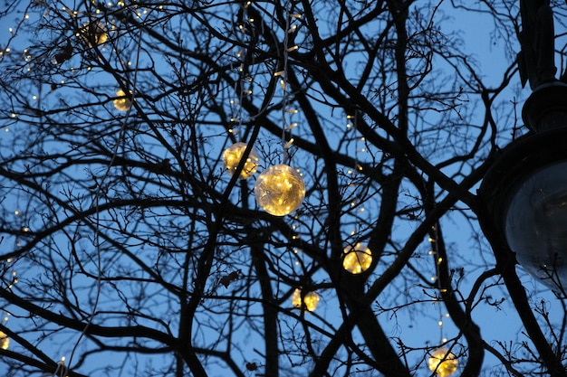 저녁에 도시 광장에 있는 나무에 크리스마스 조명의 화환