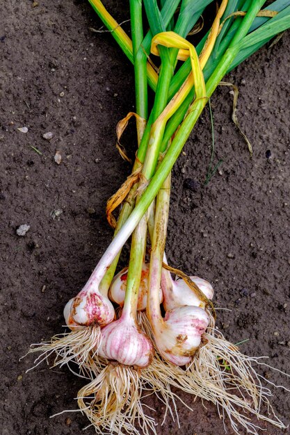 Garlic Bundle of garlic harvest against the ground