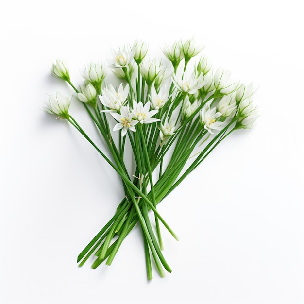 garlic chives plant on white background