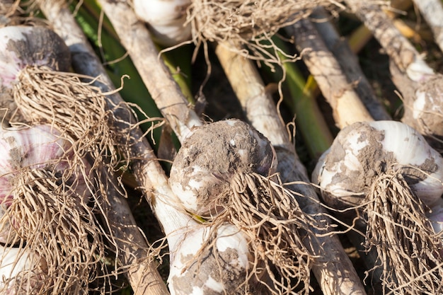 Garlic crop stacked on the territory of the field for drying the earth on plants, the harvested garlic crop in agriculture