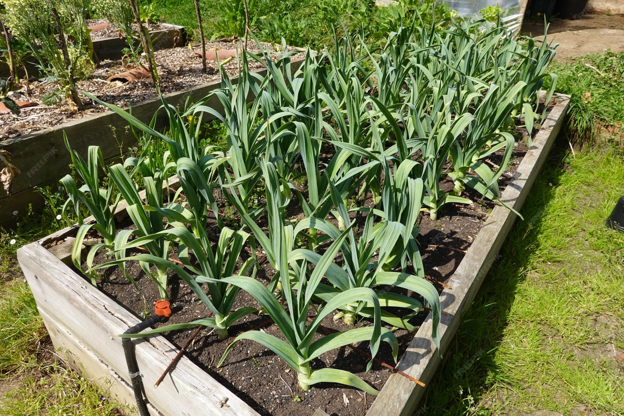 Premium Photo Garlic cultivation guide how to grow garlic on raised