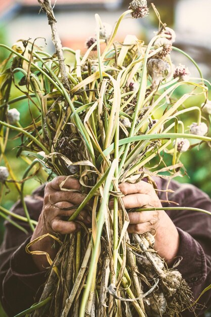 Photo garlic in farmers hands