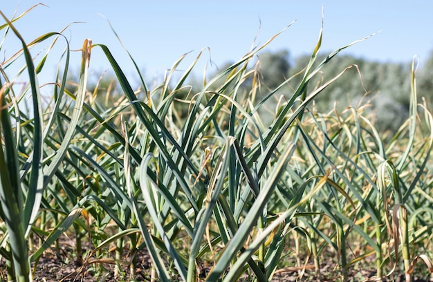 Garlic field in the landscape Organic garlic grown in the countryside Agricultural field of garlic