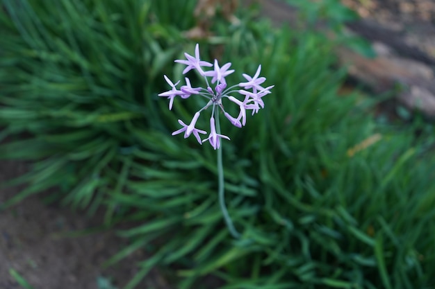 Garlic flower in the garden